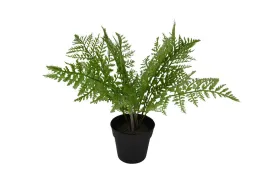 Fern Plant