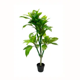 Frangipani Tree Potted 150cm