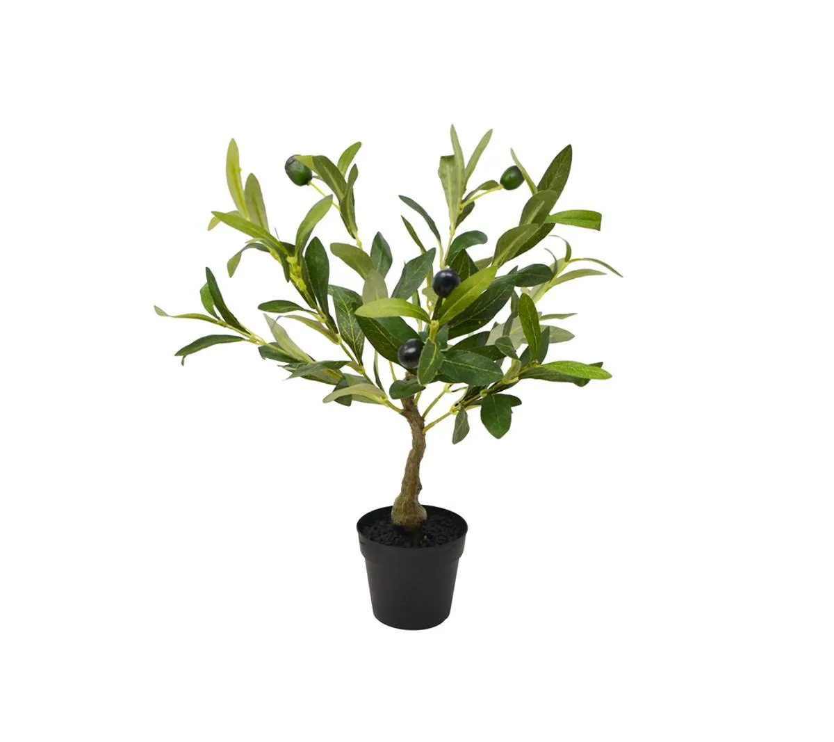 Medium Olive Tree