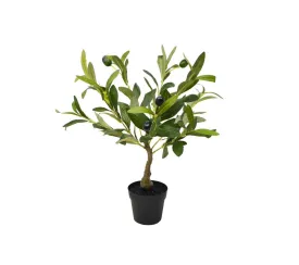 Medium Olive Tree